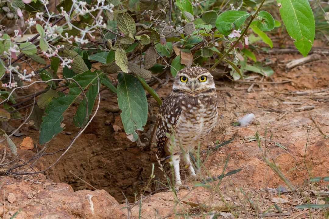 Burrowing Owl - ML213579651