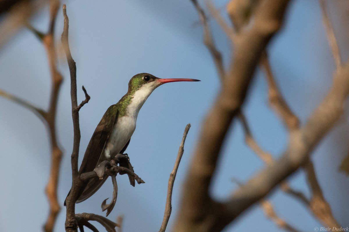 Green-fronted Hummingbird - ML213580271