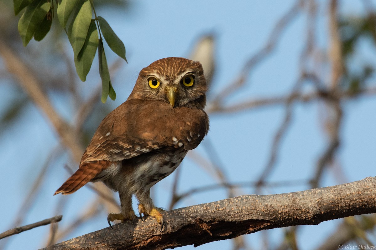 Ferruginous Pygmy-Owl - Blair Dudeck