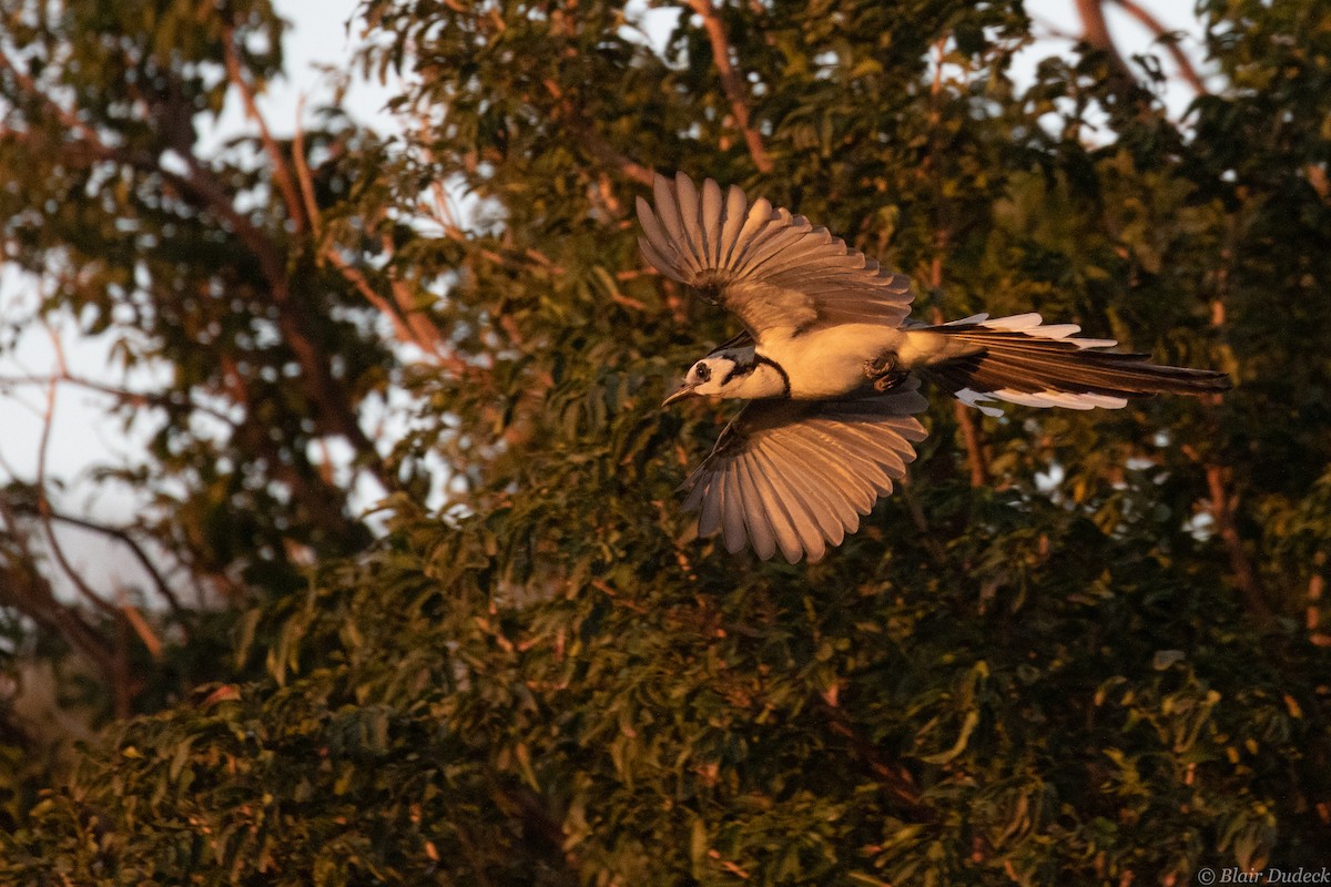 White-throated Magpie-Jay - Blair Dudeck