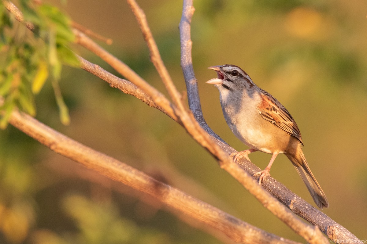 Cinnamon-tailed Sparrow - ML213580971