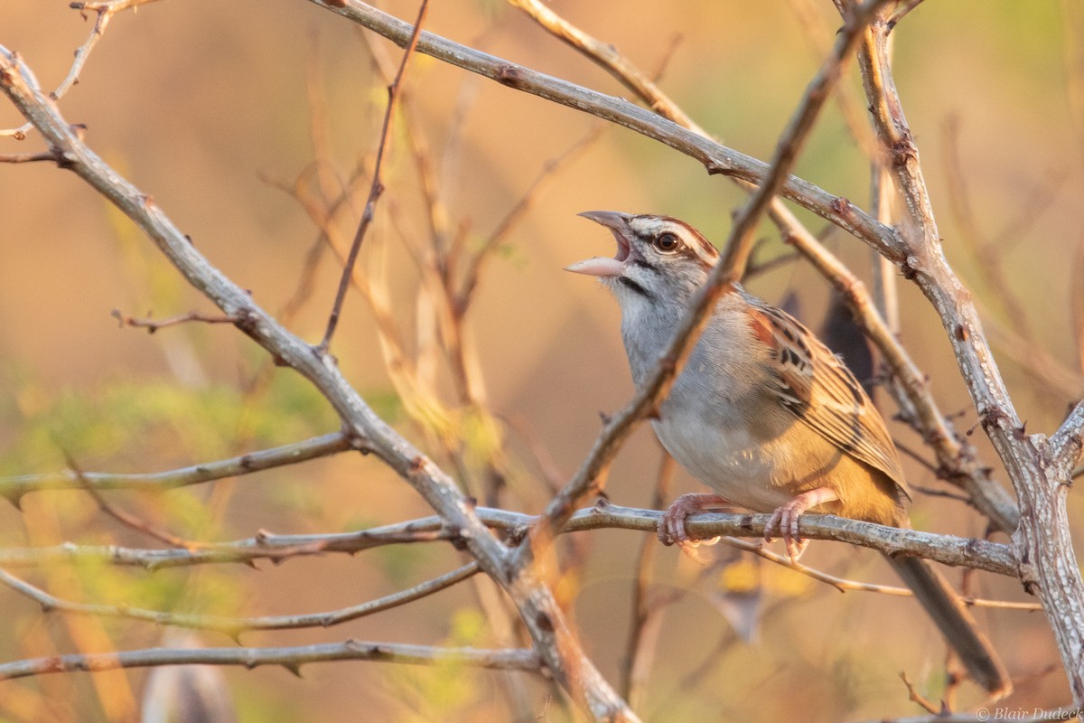 Cinnamon-tailed Sparrow - ML213581011