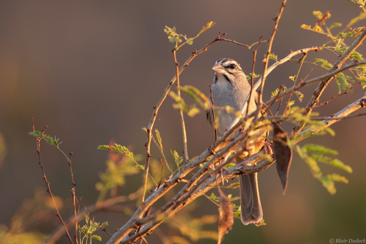 Cinnamon-tailed Sparrow - ML213581151
