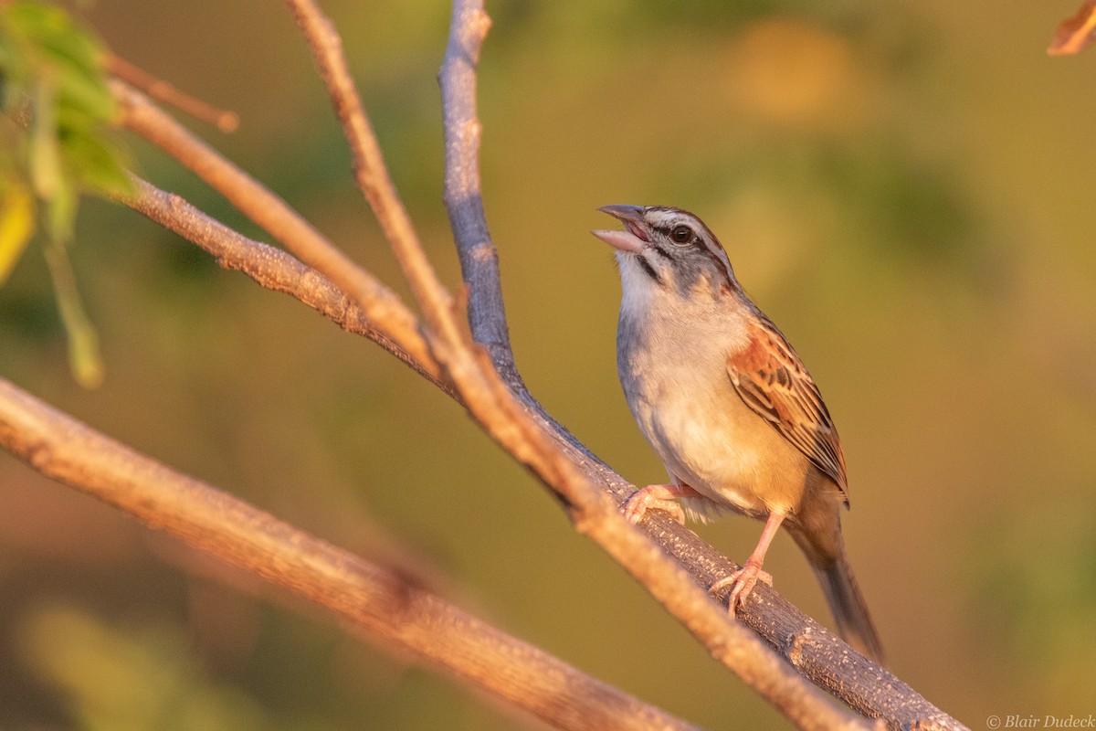 Cinnamon-tailed Sparrow - Blair Dudeck
