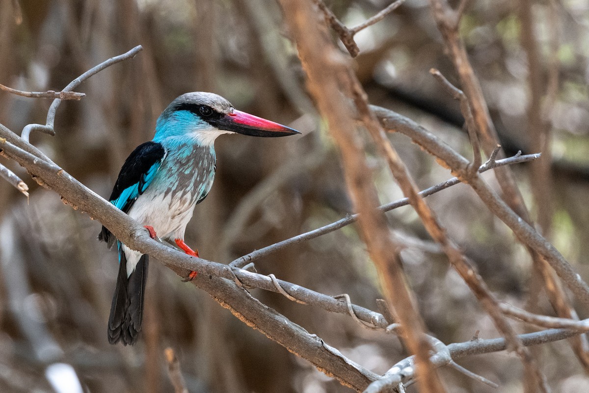 Blue-breasted Kingfisher - ML213581651
