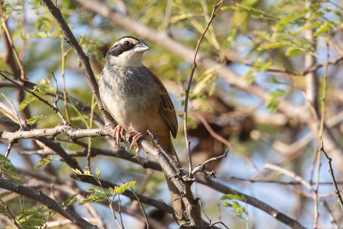 Stripe-headed Sparrow - ML213581911