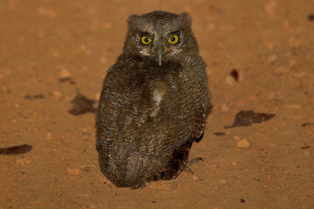 Tropical Screech-Owl - LAERTE CARDIM