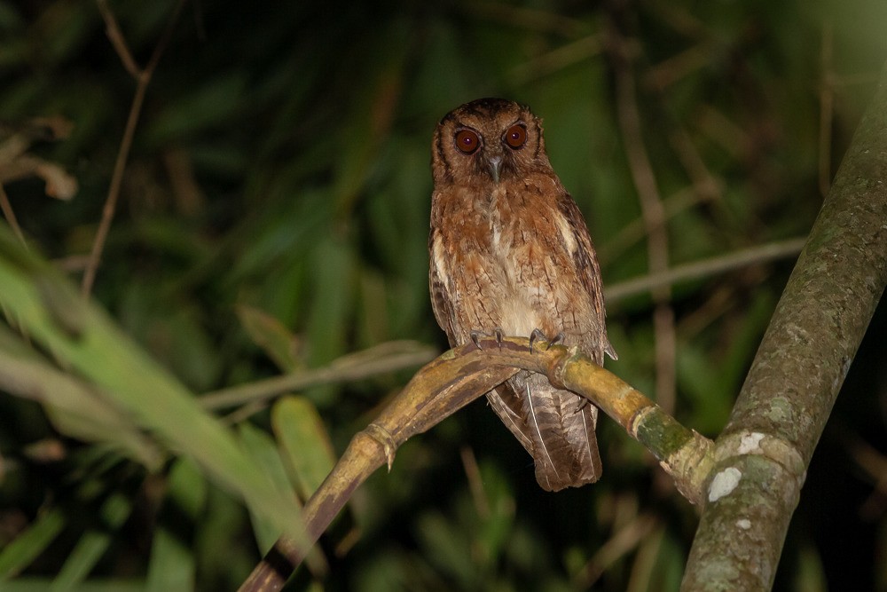 Tawny-bellied Screech-Owl (Austral) - LAERTE CARDIM