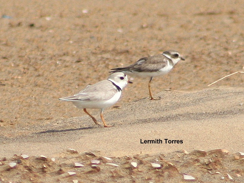 Piping Plover - Lermith Torres