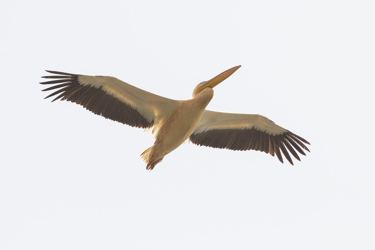 Great White Pelican - Hans Norelius