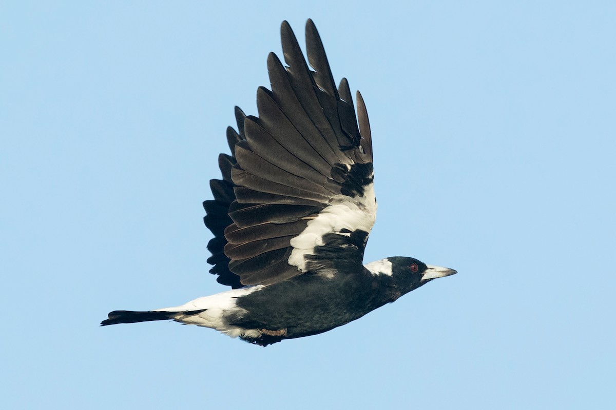 Australian Magpie (Black-backed) - ML213586151