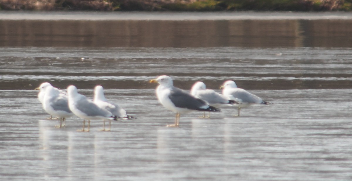 eBird Checklist - 5 Mar 2020 - Lake Wilhelm Boat Launch #3 - 8 species