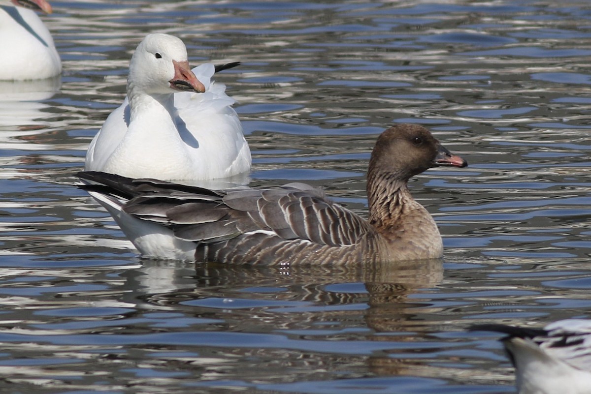 Pink-footed Goose - ML213589251