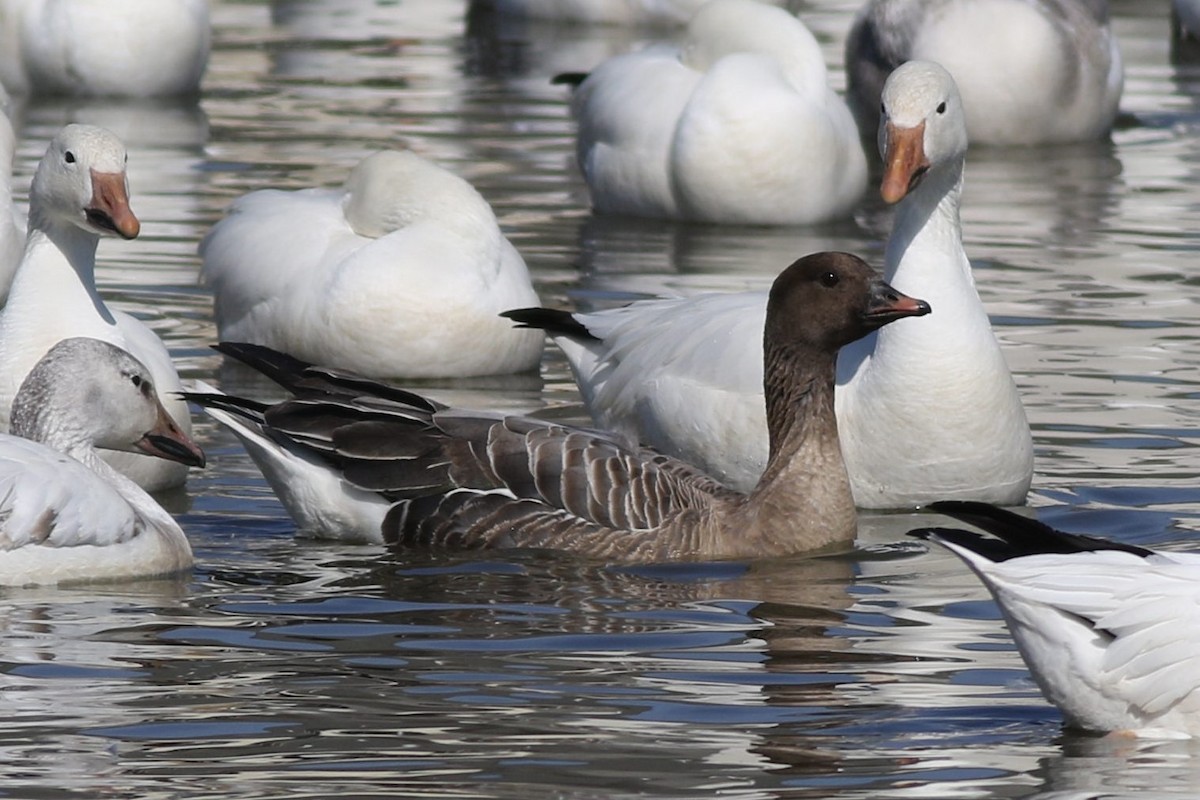 Pink-footed Goose - ML213589261