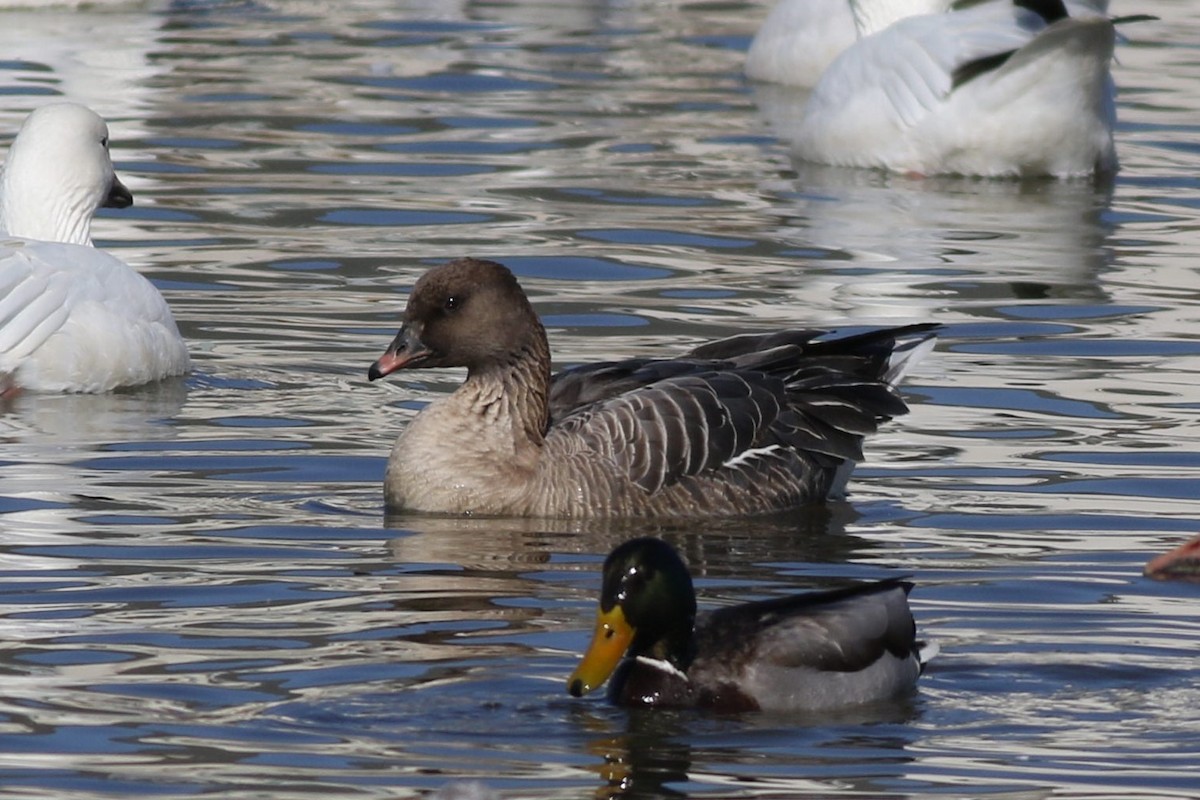 Pink-footed Goose - ML213589361