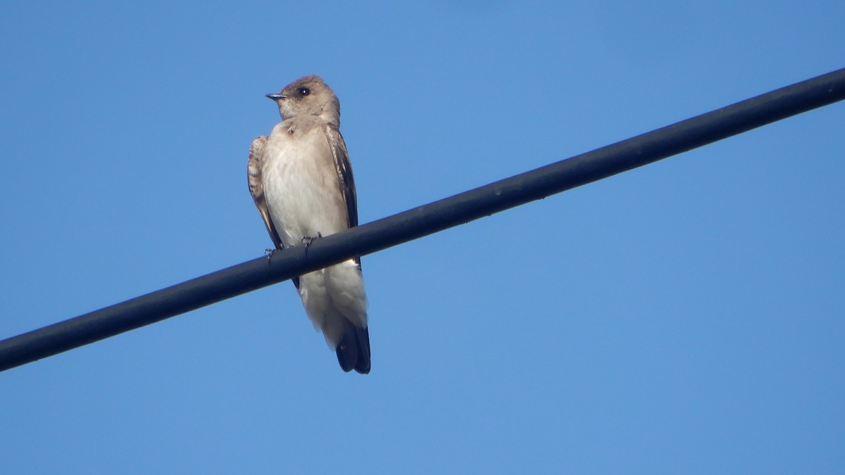 Northern Rough-winged Swallow - ML213589681