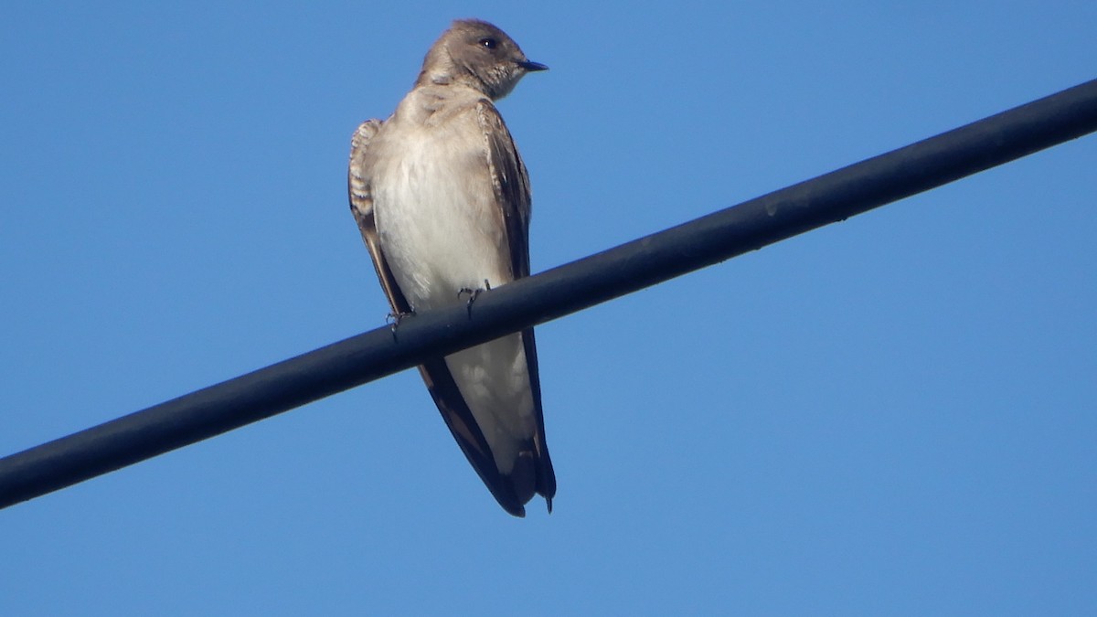 Northern Rough-winged Swallow - ML213589711