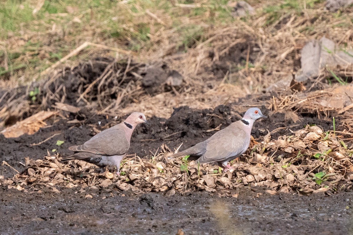 Mourning Collared-Dove - ML213590231