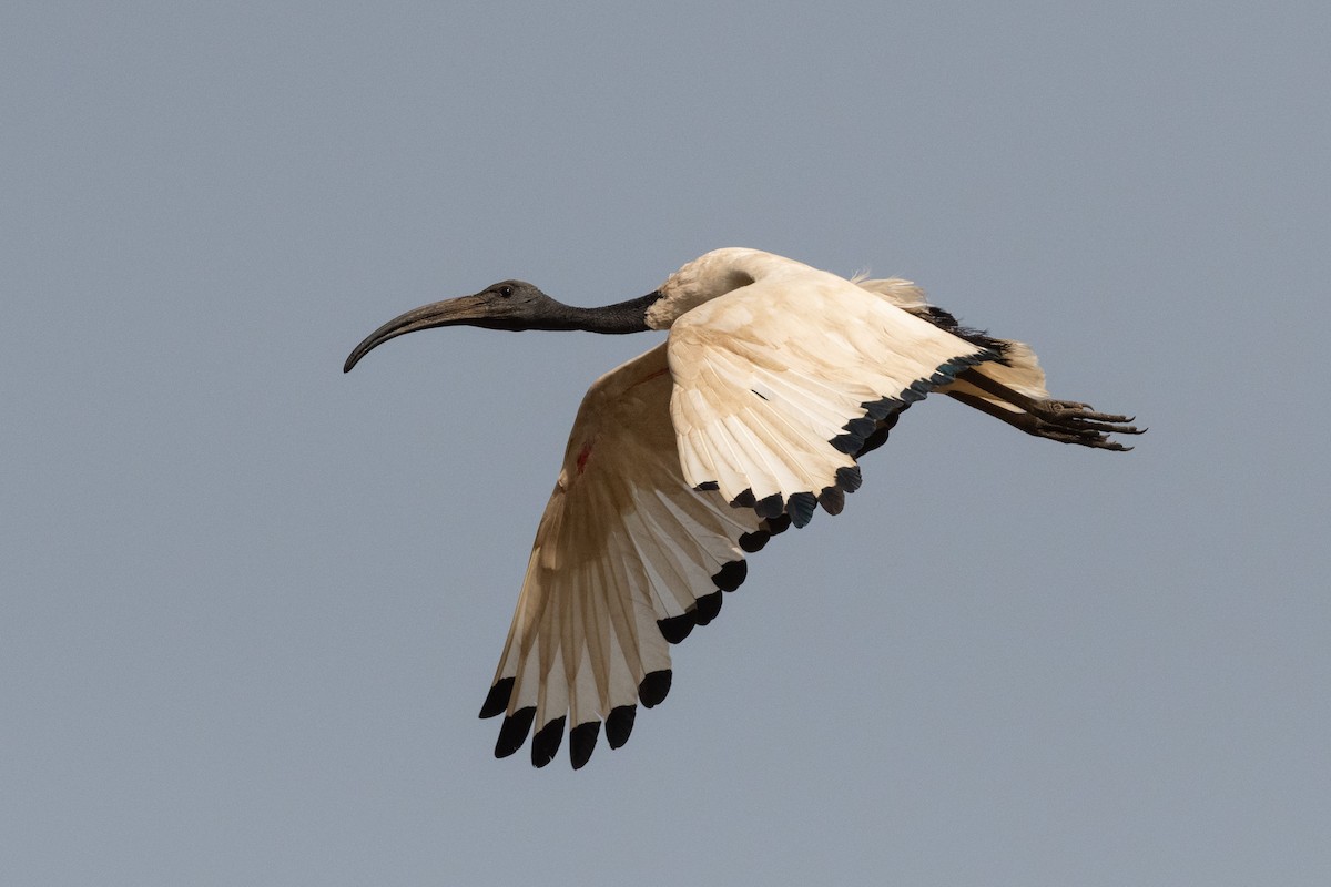 ibis posvátný - ML213590811