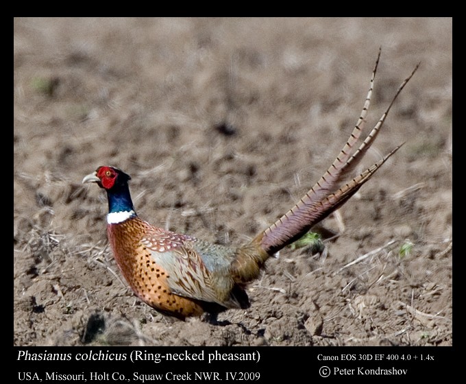 Ring-necked Pheasant - ML213591381