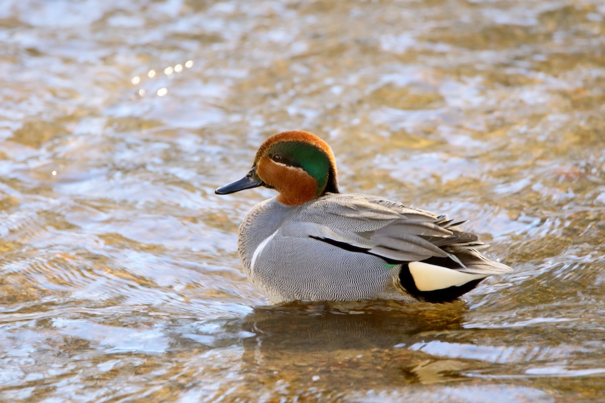Green-winged Teal - ML213592001