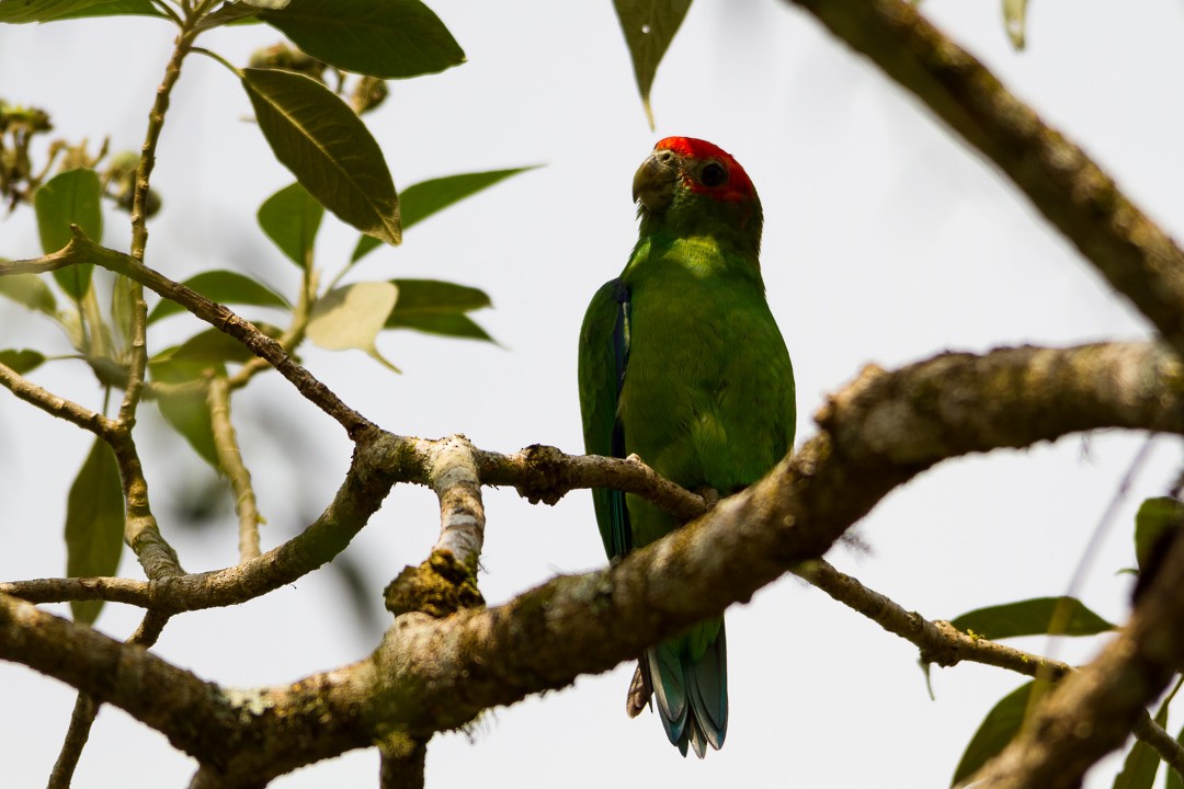 Pileated Parrot - ML213592291