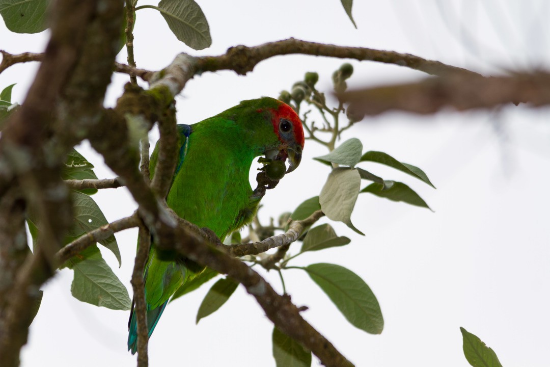 Pileated Parrot - ML213592301