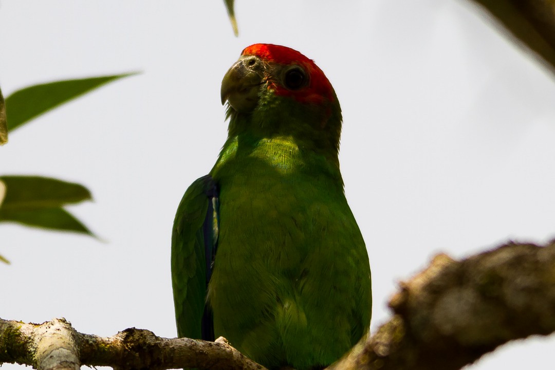 Pileated Parrot - ML213592311