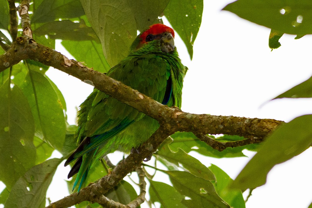 Pileated Parrot - ML213592321