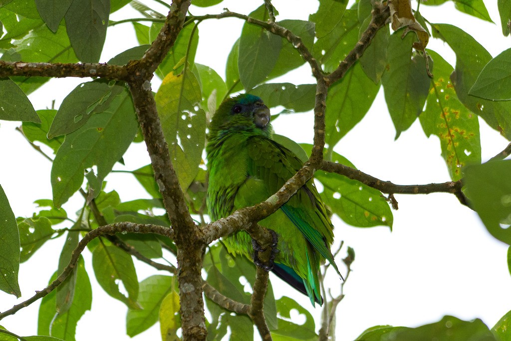 Pileated Parrot - ML213592331