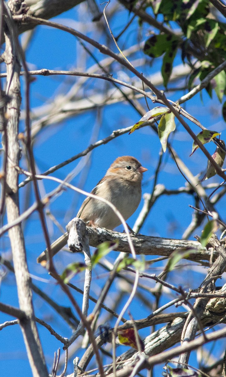 Field Sparrow - ML213592681