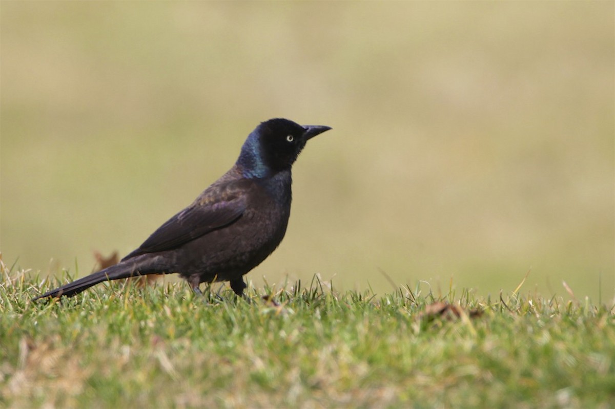 Common Grackle - Vickie Baily