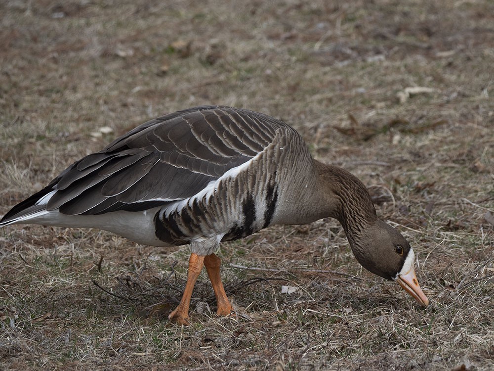 Greater White-fronted Goose - Rick Wilhoit