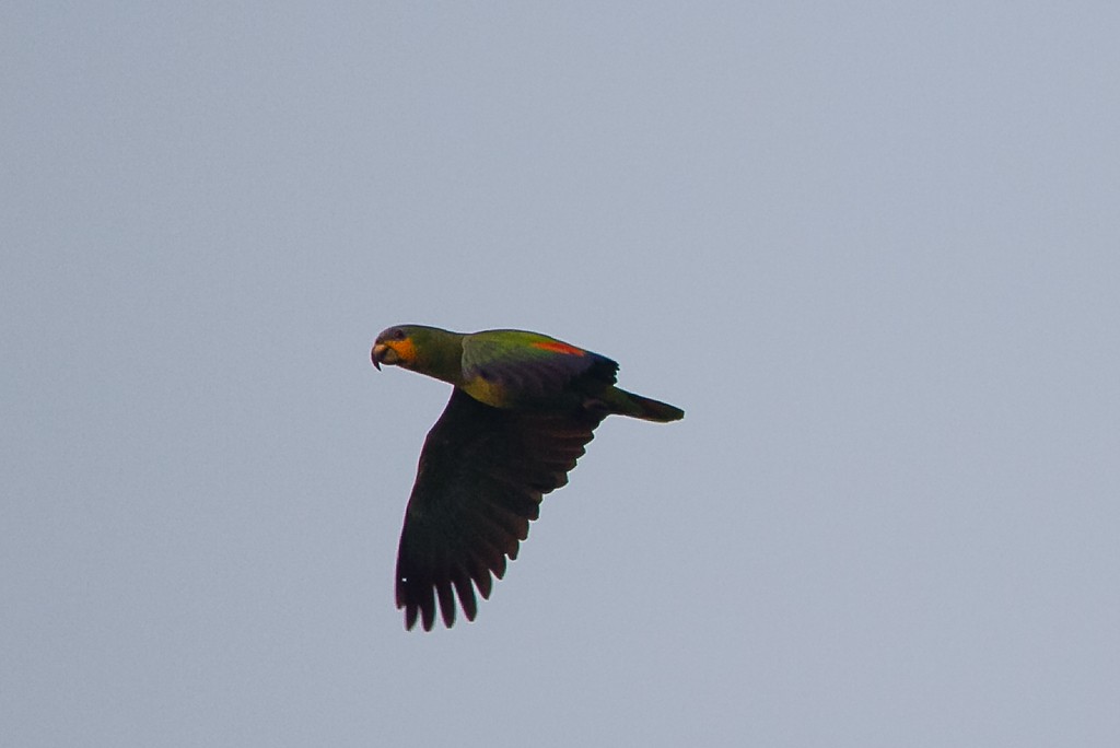 Orange-winged Parrot - ML213593281