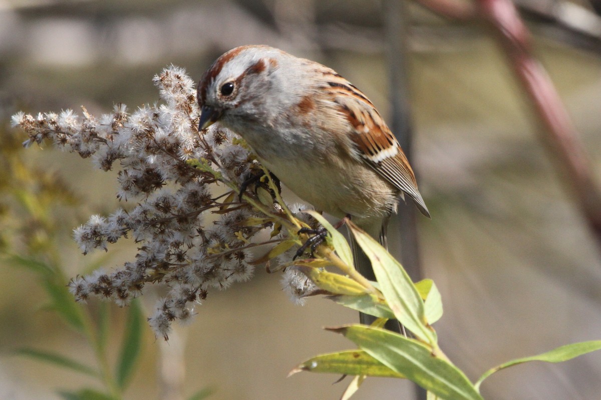 American Tree Sparrow - Larry Urbanski