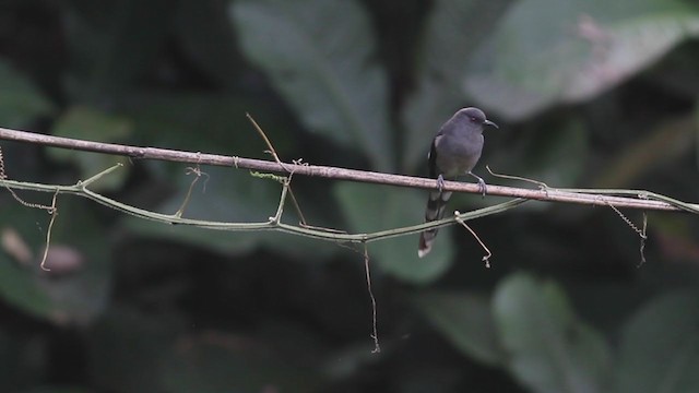 Long-tailed Sibia - ML213594071