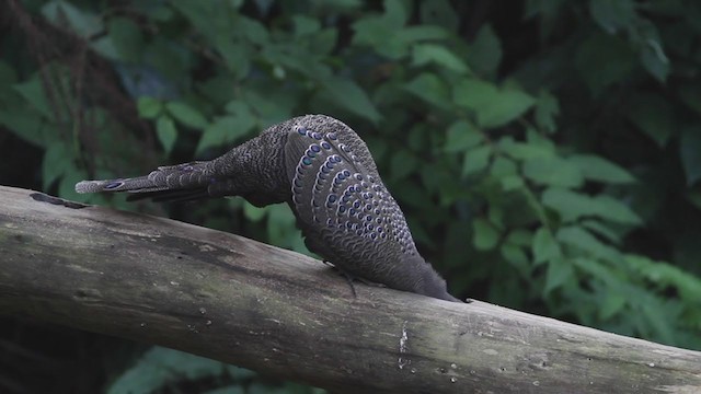 Gray Peacock-Pheasant - ML213594081