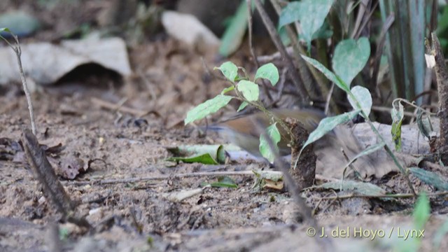 White-tailed Robin (White-tailed) - ML213596701