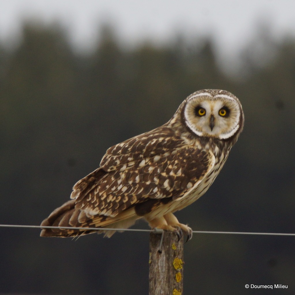 Short-eared Owl - ML21359971