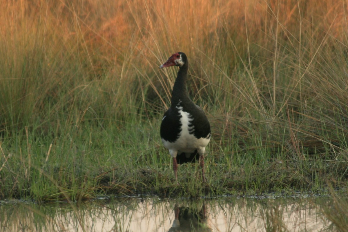 Spur-winged Goose (Southern) - Eric Wolfe