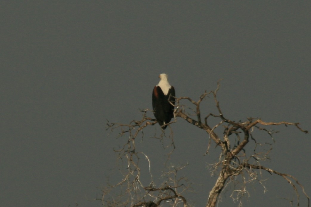 African Fish-Eagle - ML213603231