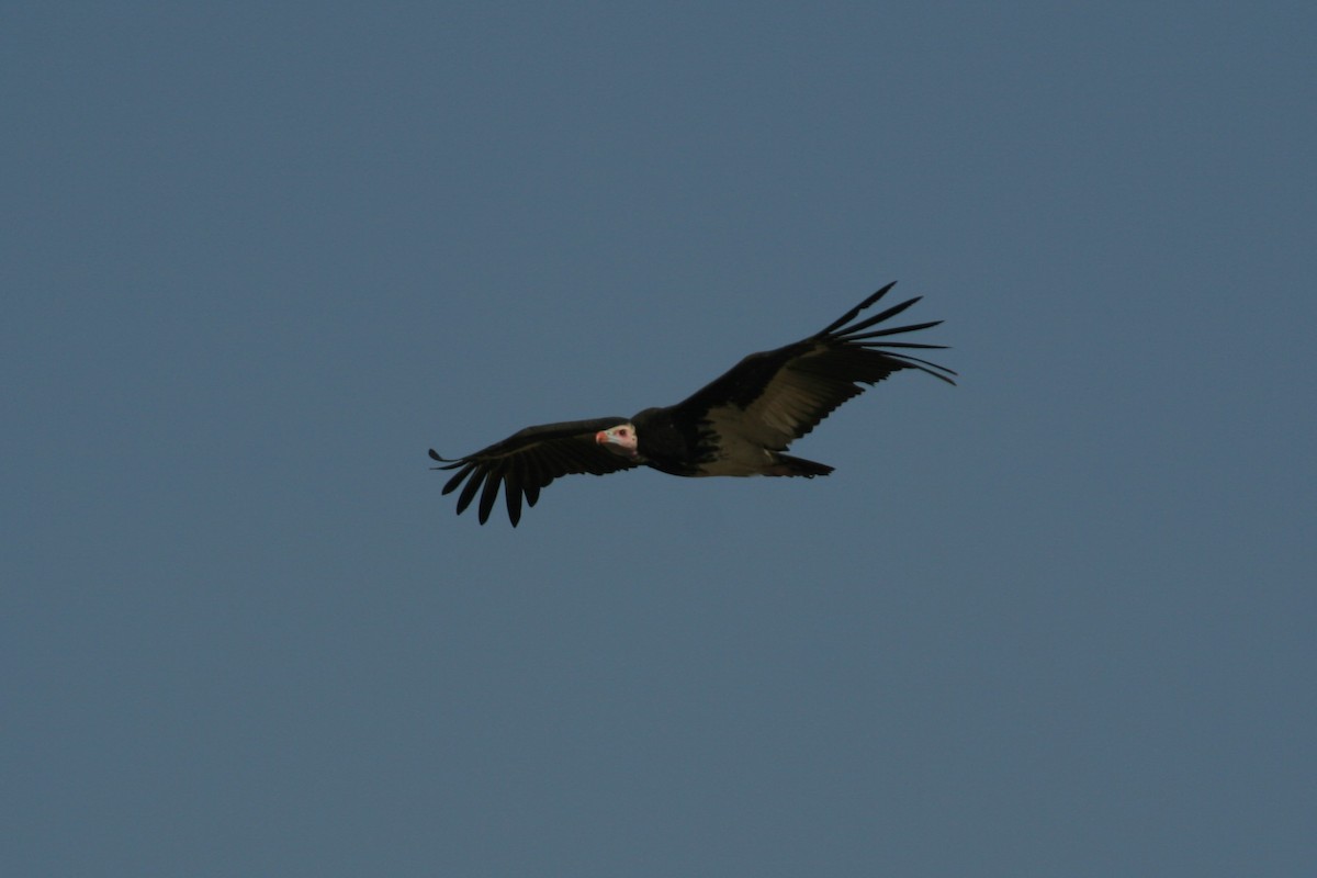 White-headed Vulture - ML213603461