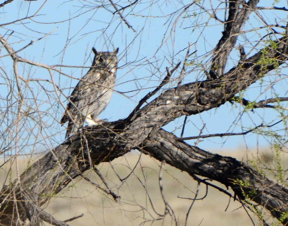 Great Horned Owl - ML21360521