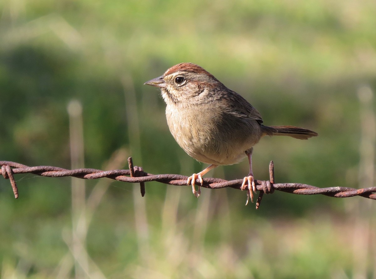 Rufous-crowned Sparrow - ML213605311