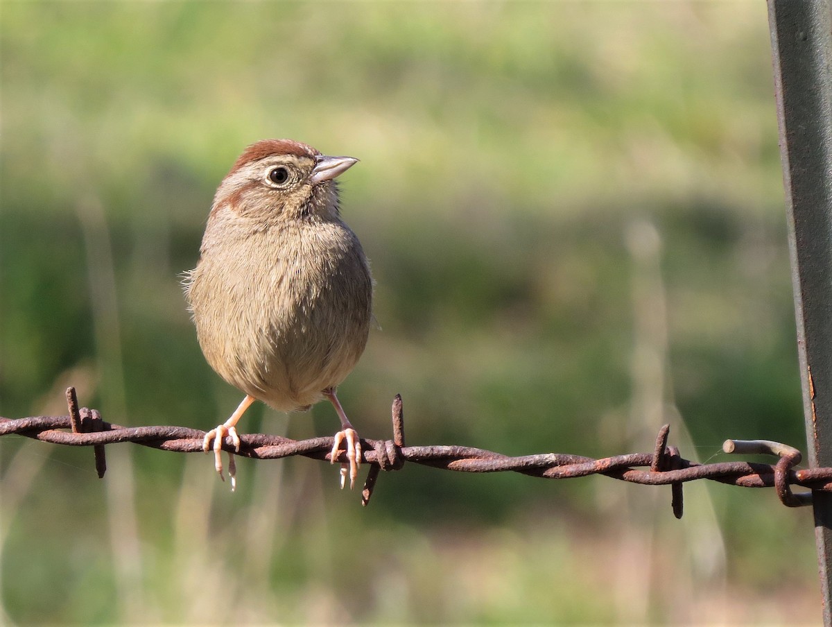 Rufous-crowned Sparrow - Chris Conard