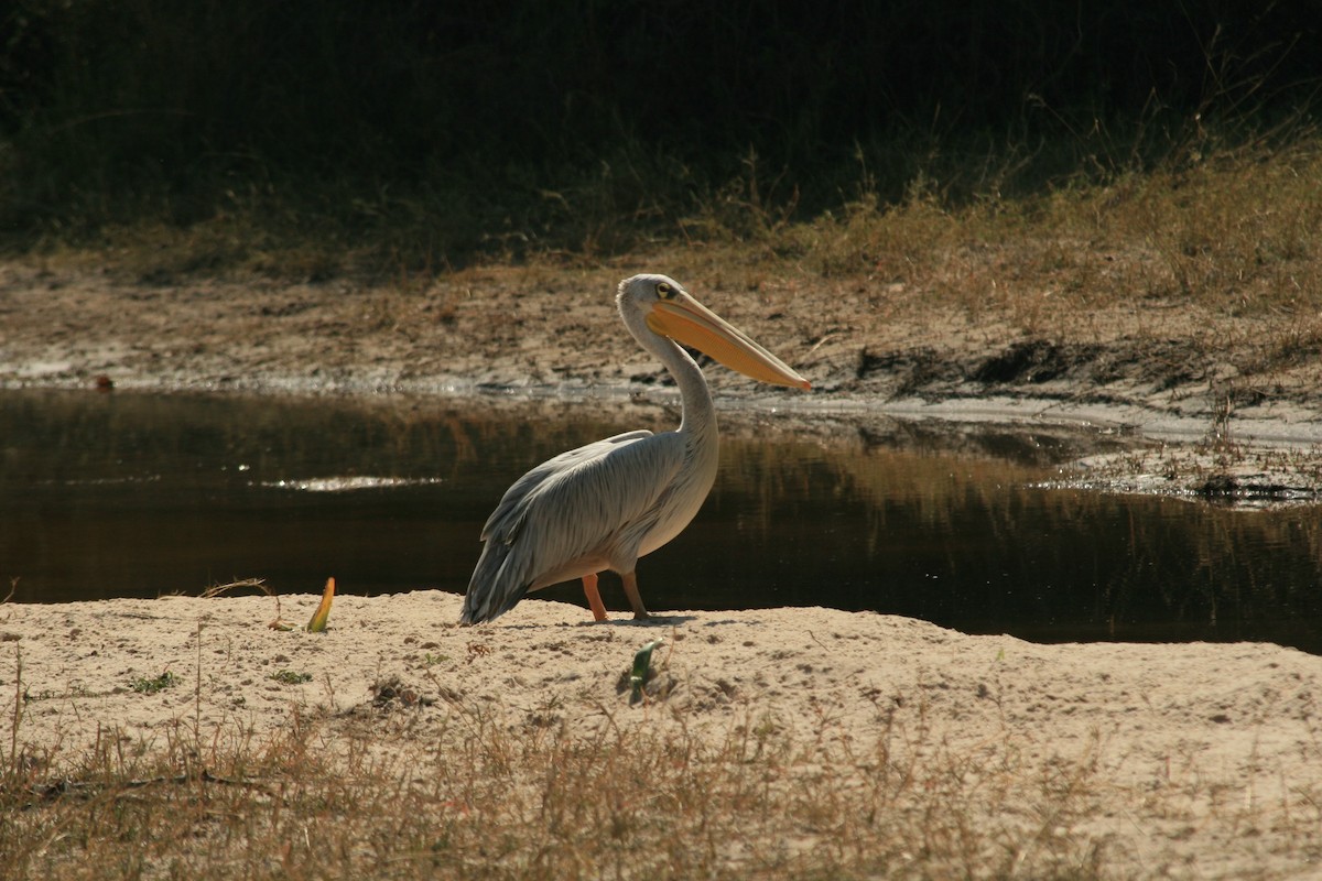 Pink-backed Pelican - ML213606021