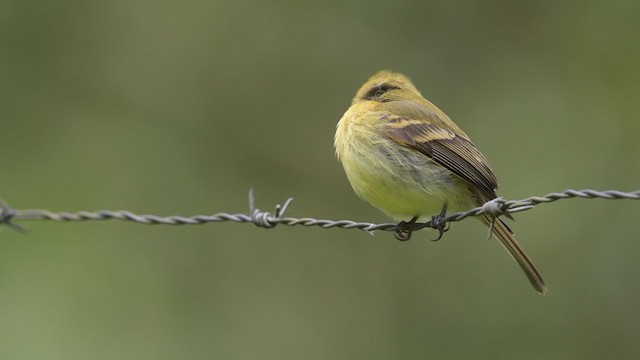 - Yellowish Flycatcher