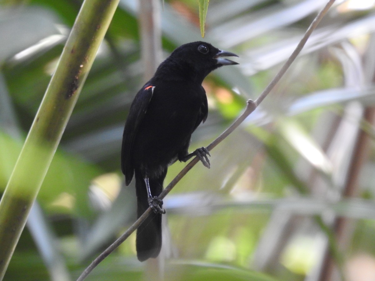 Red-shouldered Tanager - ML213606671