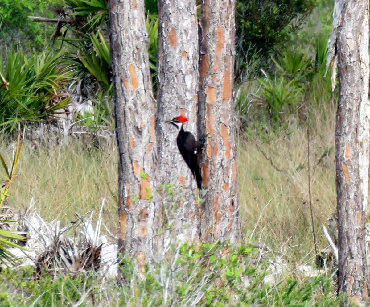 Pileated Woodpecker - ML213610931
