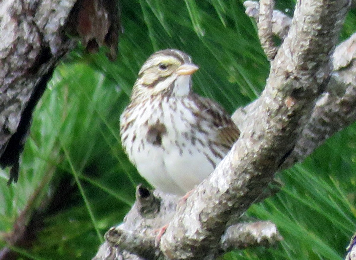 Savannah Sparrow - Robert Winter